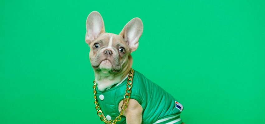 A french bull dog wearing a green jacket and gold chain in front of a green backdrop.