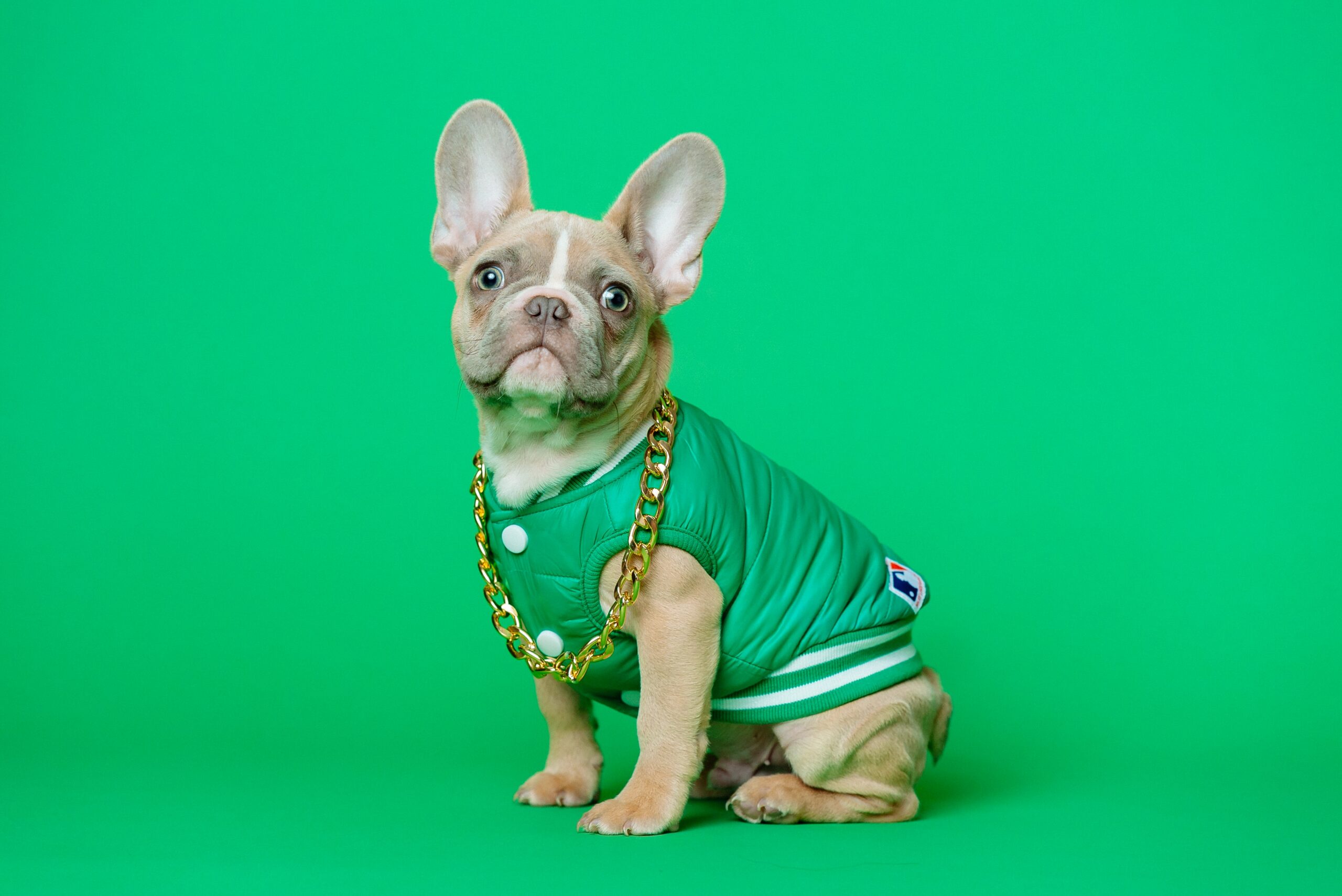 A french bull dog wearing a green jacket and gold chain in front of a green backdrop.