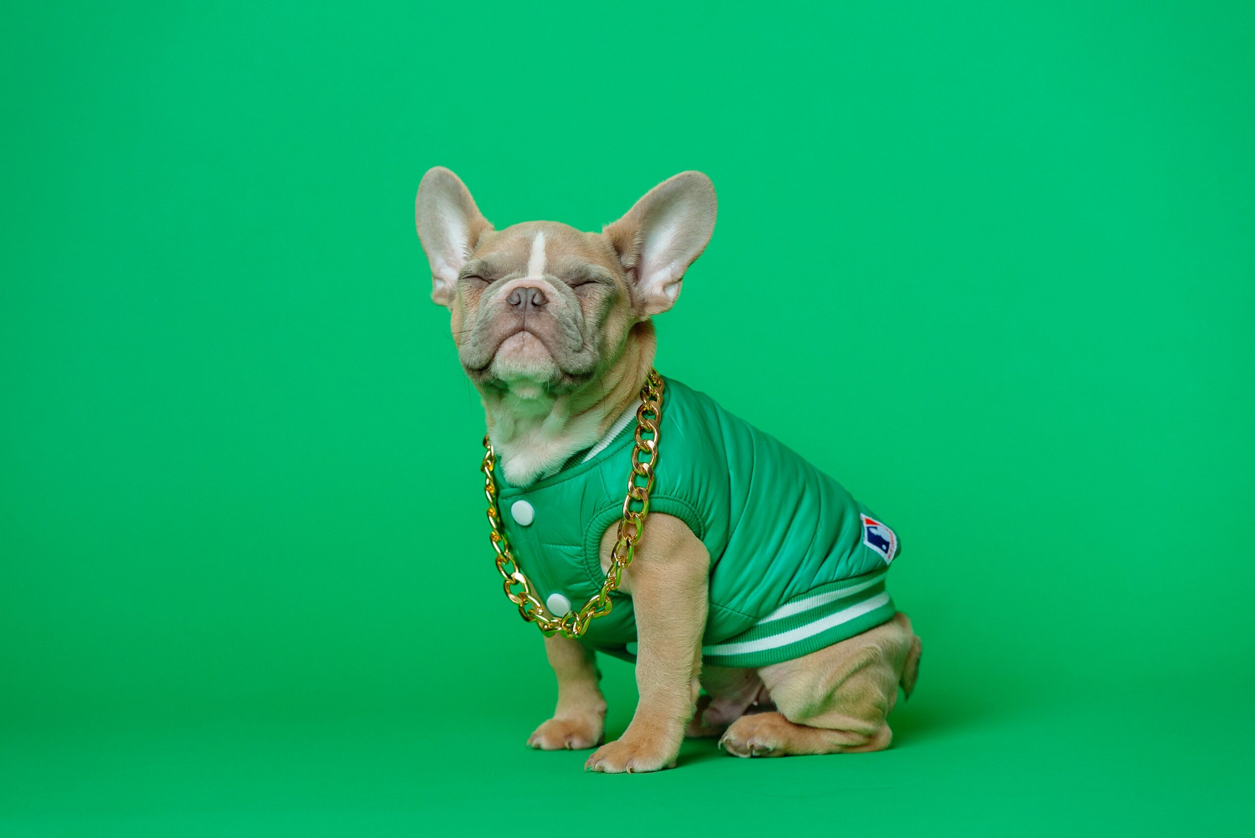 A french bull dog wearing a green jacket and gold chain in front of a green backdrop. It looks like the dog is smiling.