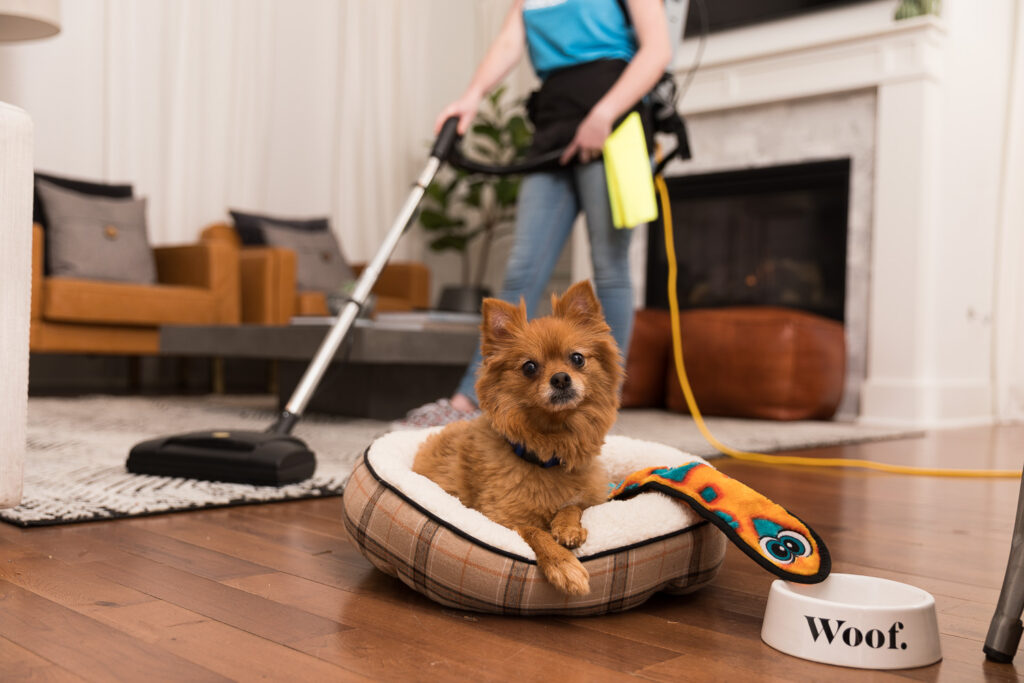 A Naturalcare maid always dusts before sweeping floors, just like how they are in this photo's background. There is a small fluffy dog in the foreground, showing that pet hair is important to remove before a deep sweep.