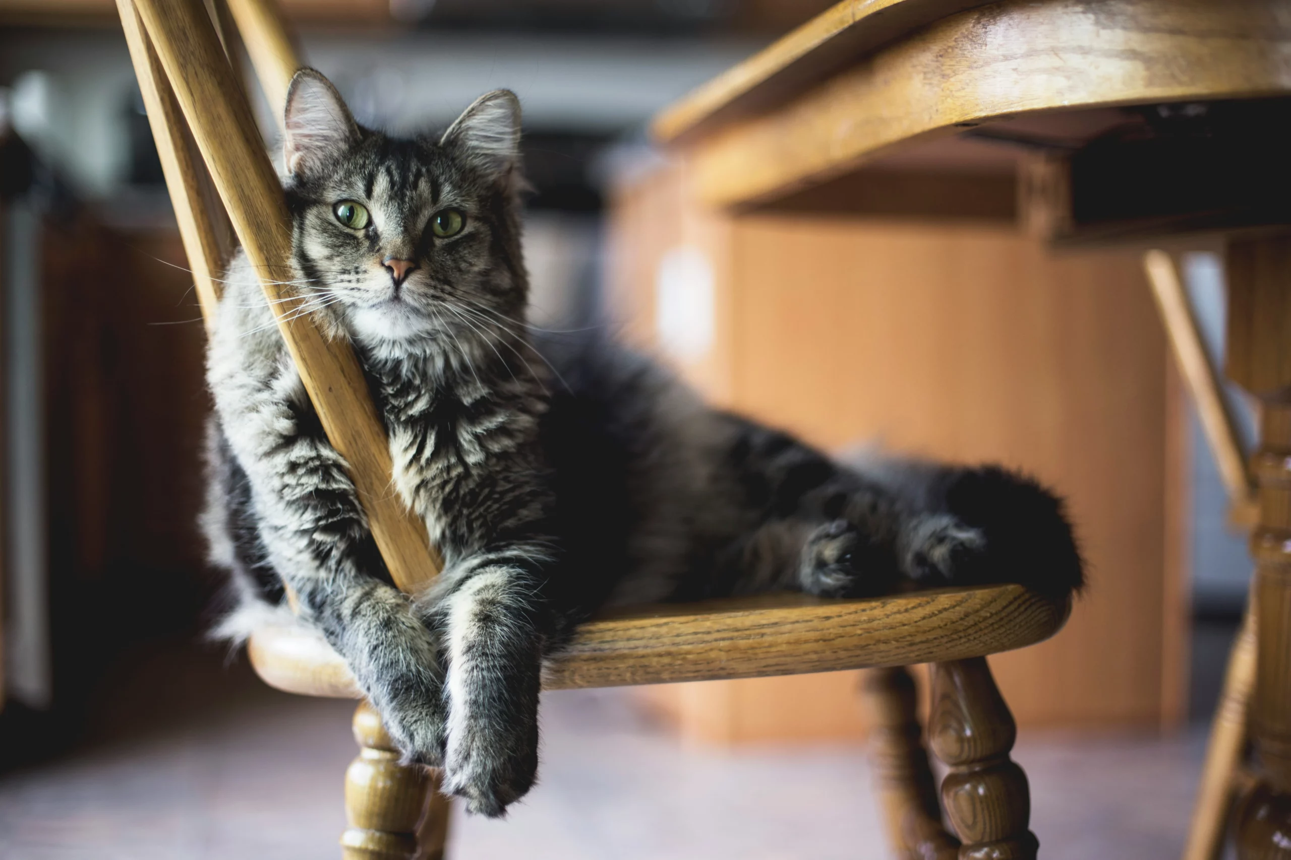A cat is rubbing its face up against the back of a chair as it sits on the bottom of it. Green cleaner protects pets from touching freshly cleaned surfaces.