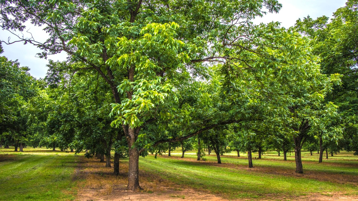 A pecan grove, where rows of pecan trees are growing.