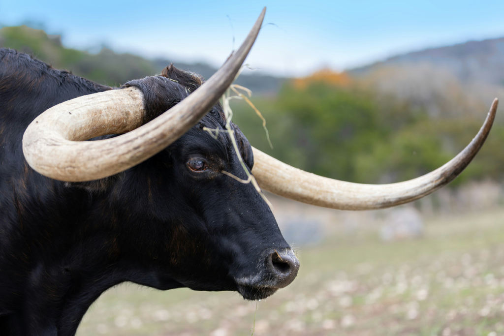 A longhorn bull in Humble TX.